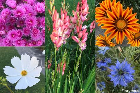 21 Best Types Of Wildflowers You Can Plant In Your Garden Florgeous Wild Flowers Plants Garden