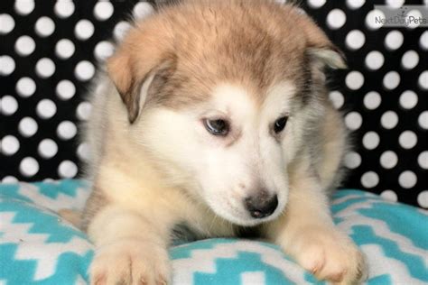 Alaskan Malamute Puppy For Sale Near Fort Wayne Indiana 267a51db 7e51