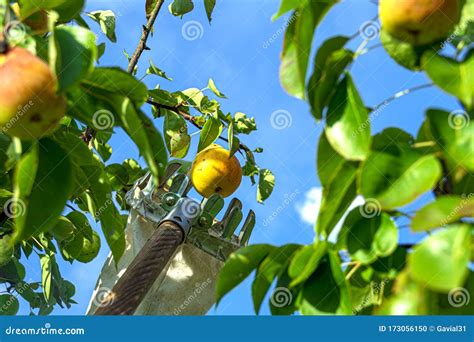 Pear Harvesting With Fruit Picking Device From High Tree Concept Of