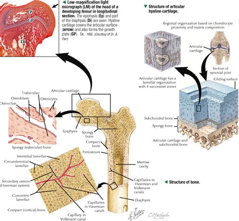 Cartilage And Bone Basicmedical Key