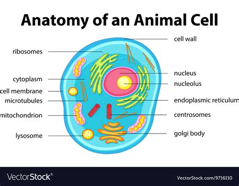 The various glial (meaning glue) cells perform many important functions, including: Anatomy of animal cell with words Royalty Free Vector Image