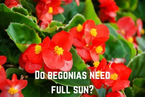 Do Begonias Need Full Sun Prefer Partial Shade Conserve Energy Future