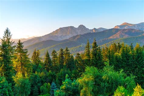 Tops Of Mountains With A Dense Coniferous Forest In The Rays Of Stock