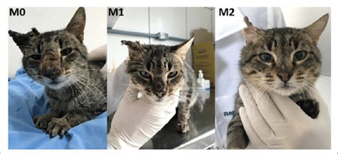 Fivfelv Positive Male Cat With Disseminated Cutaneous Sporotrichosis