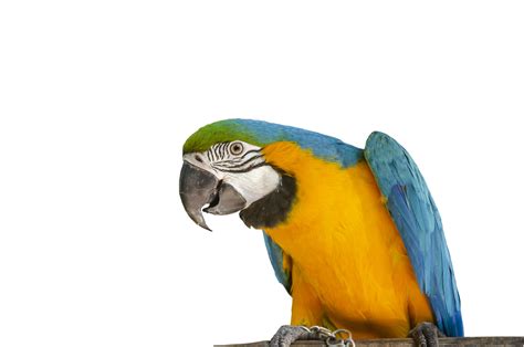 Pet Colorful Parrot Standing On A Wood On A Transparent Background