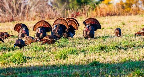 Fall Turkey Hunting 3 Methods You May Not Have Thought Of Turkey