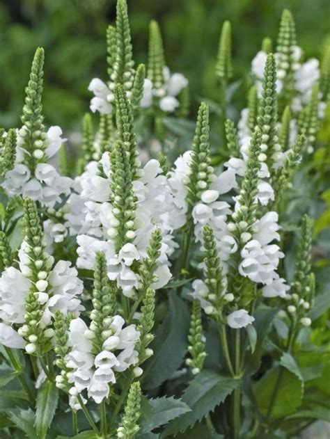 Top 15 Gorgeous White Plants Garden Ideas Decoor White Plants