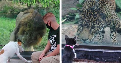 Rescue Animals Were Taken On An Awesome Field Trip To Meet Wild Animals