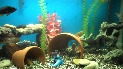Maybe you would like to learn more about one of these? DIY Aquarium Decor? | My Aquarium Club