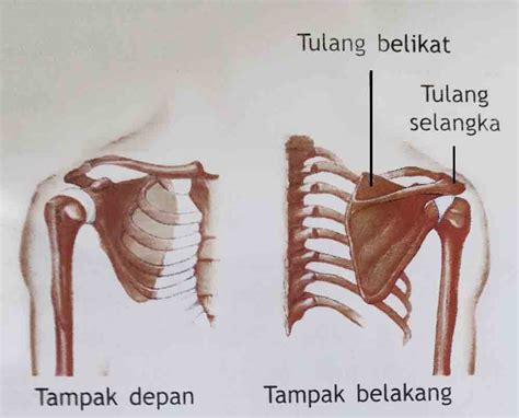 Nyeri punggung sebelah kanan bisa dipicu berbagai macam hal, tapi umumnya bermula dari masalah otot atau tulang di area tersebut. 27. Apa yang menyebabkan rasa sakit pada tulang selangka ...