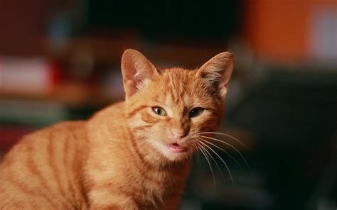 Hd Baby Grumpy Cat Kitten Pictures Free Wallpaper