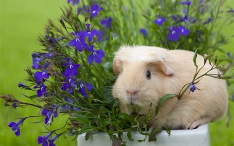 Baby Guinea Pigs Wallpapers Wallpaper Cave