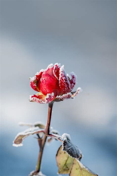 Red Rose In Crystals Of Frost On A Frosty Morning Very Soft Selective