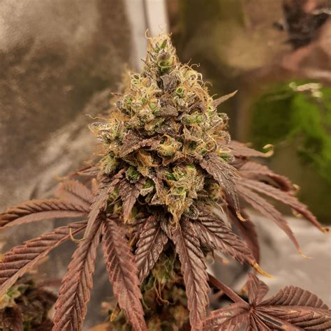 Also, a variable number in an algorithm that changes based on this number, the seed. Best Seed Bank - Best Cannabis Seeds | Greenpoint Seeds