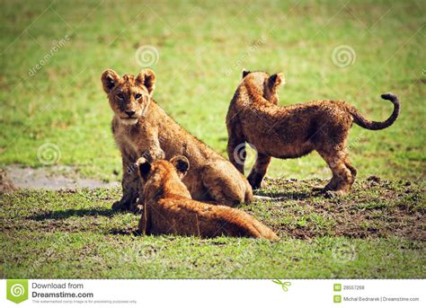 Small Lion Cubs Playing Tanzania Africa Stock Photo