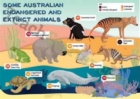 Australian Endangered Animals Poster Endangered Animals Australian