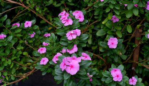 Periwinkle Flower Facts Growth Maintenance And Uses