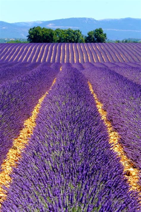 Lavender Field In Plateau Valensole Stock Image Image Of Natural