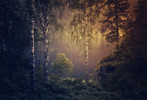 Gloomy Forest Background Free Stock Photo Public Domain Pictures