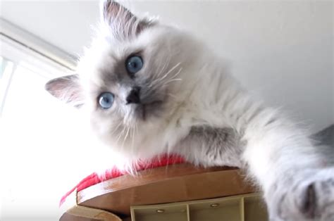 This fancy feline is one of the most popular breed of cats found in homes today. Ragdoll Cats and Kittens #Ragdoll #Cats and #Kittens ...