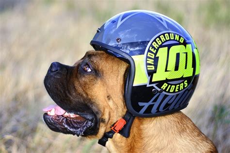 5 Best Dog Motorcycle Helmets And Goggles In 2024 Reviews And Top Picks Hepper