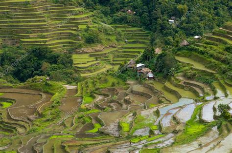 Rice Terraces Of The Philippine Cordilleras Stock Photo By ©nvkarasev