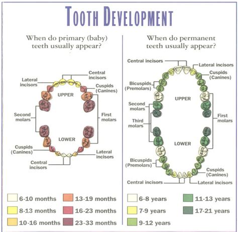 Teeth Growth Chart
