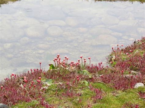Pink Moss Wilderness And Beyond