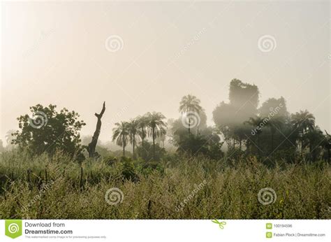 Foggy Early Morning With Sunrise At Jungle With Palms And Lush Grass In
