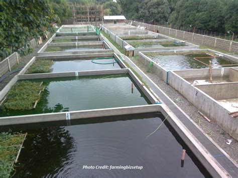 We provide you with detailed information about our corporate account. Putting Together Start-up Costs for a Fish Farming ...