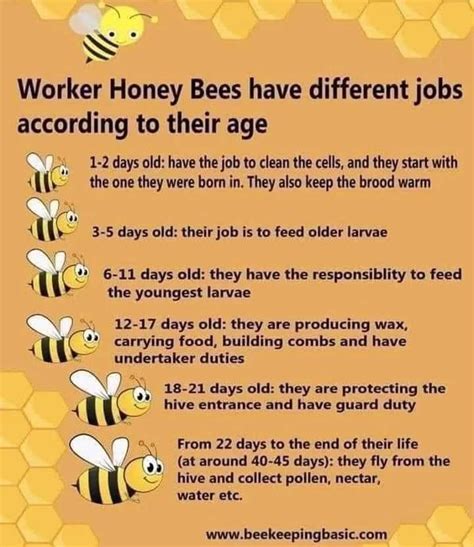 A Cool Guide To Bees 9gag
