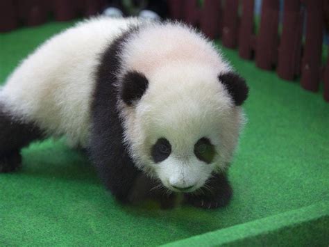 Baby Panda Born In Malaysia Zoo Makes Media Appearance Express And Star