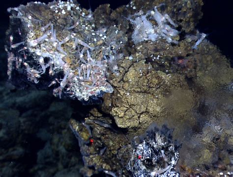 Study Tests Theory That Life Originated At Deep Sea Vents