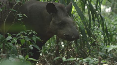 Tapirs Stock Video Footage 4k And Hd Video Clips Shutterstock