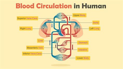 Blood reaching the organs are of high pressure due to. Blood Circulation In Human Stock Illustration - Download ...