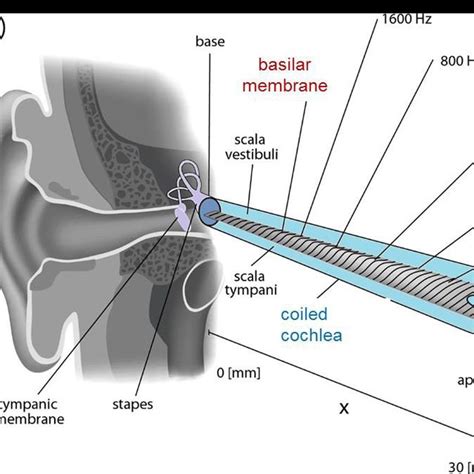 Human Auditory System Anatomy With The Uncoiled Cochlea Showing