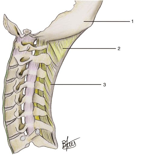 Spinal Ligaments Musculoskeletal Key