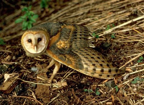 They have long strong legs with powerful talons. Tytonidae