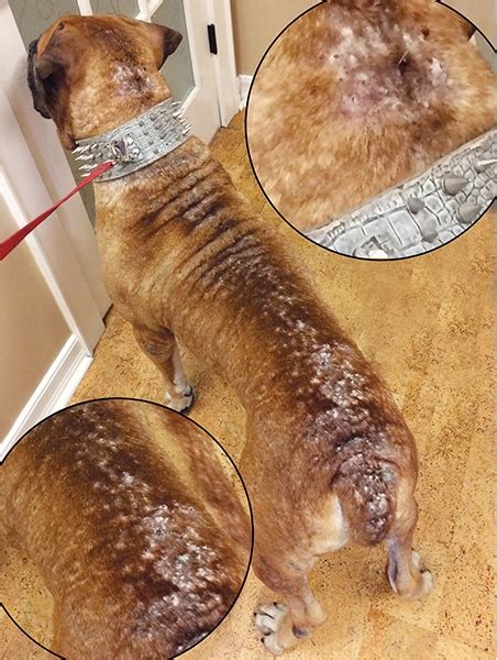 Dog Flea Dermatitis Home Treatment Ng