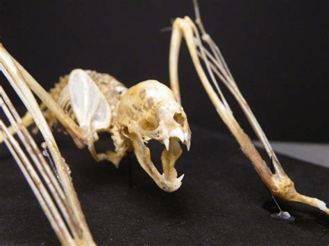 Vampire Bat By Mokele Vampire Bat Animal Skulls Animal Skeletons