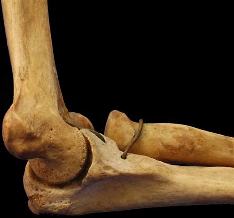 Have you ever seen fossil remains of dinosaur and ancient human bones in textbooks, television, or in person at a other bones fit together like a ball and socket, such as the joint between your shoulder and arm. Arm | anatomy | Britannica.com