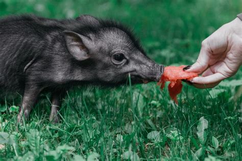 100 Pet Pig Names Ideas For Smart And Hungry Pigs Pet Keen