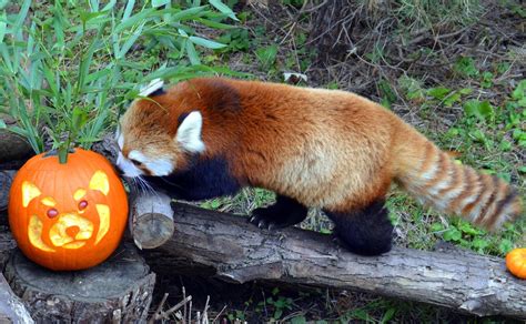 Red Panda At Toronto Zoo With Red Panda Pumpkin Animals Pinterest