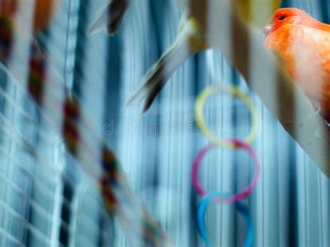 Caged Birds Stock Image Image Of Home Claws Wildlife 5819315