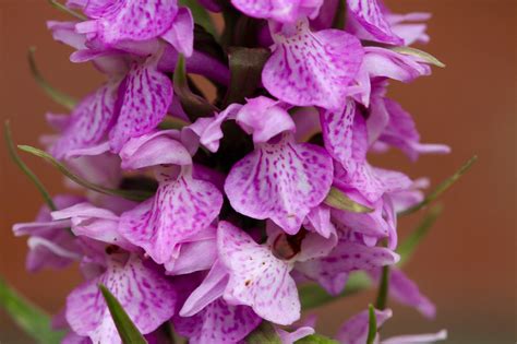Lowestoft Birding: Orchids in the garden