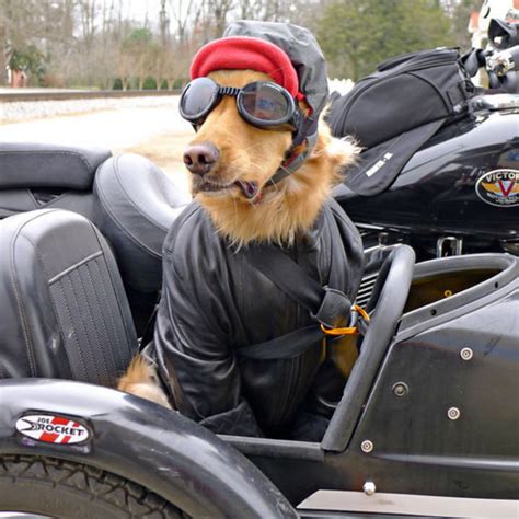 The Wacky And Real Story Of Sidecar Dogs