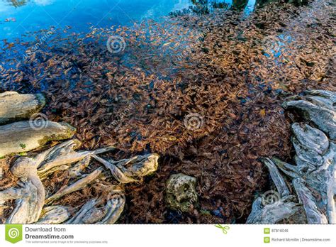 Fall Foliage On The Crystal Clear Frio River In Texas Stock Photo