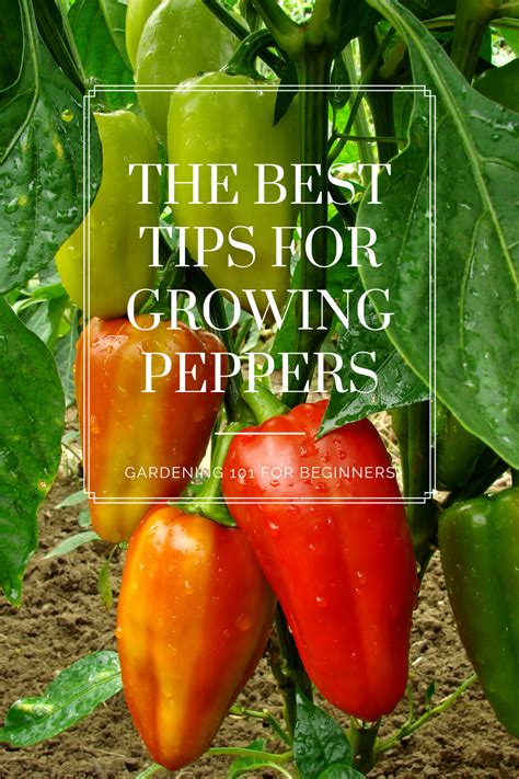 Growing Pepper Plants Gardening Tips Growing Peppers Gardening For