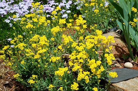 Names And Types Of Perennials