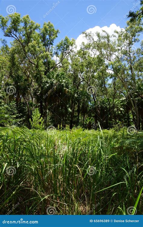 Grass Meadow In Rainforest Stock Image Image Of Undergrowth 65696389